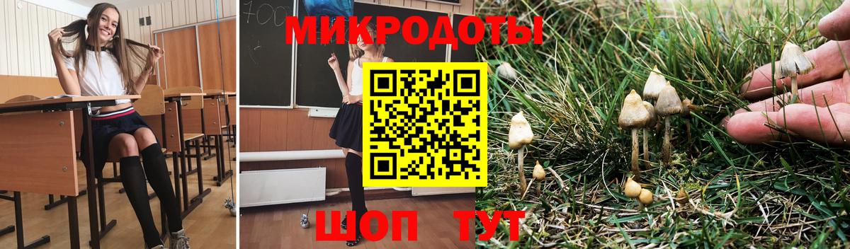Галлюциногенные грибы Psilocybe Дальнегорск
